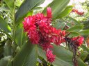 Alpinia