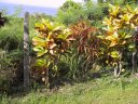 Haie de Crotons